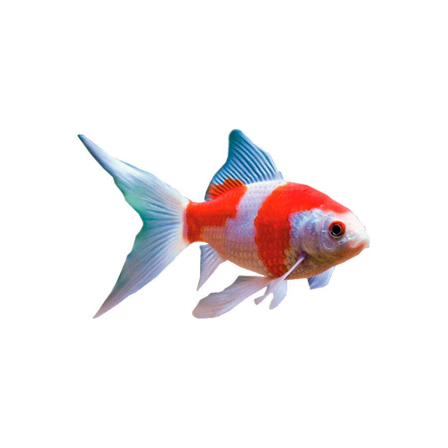 Orange White Goldfish Transparent Photo