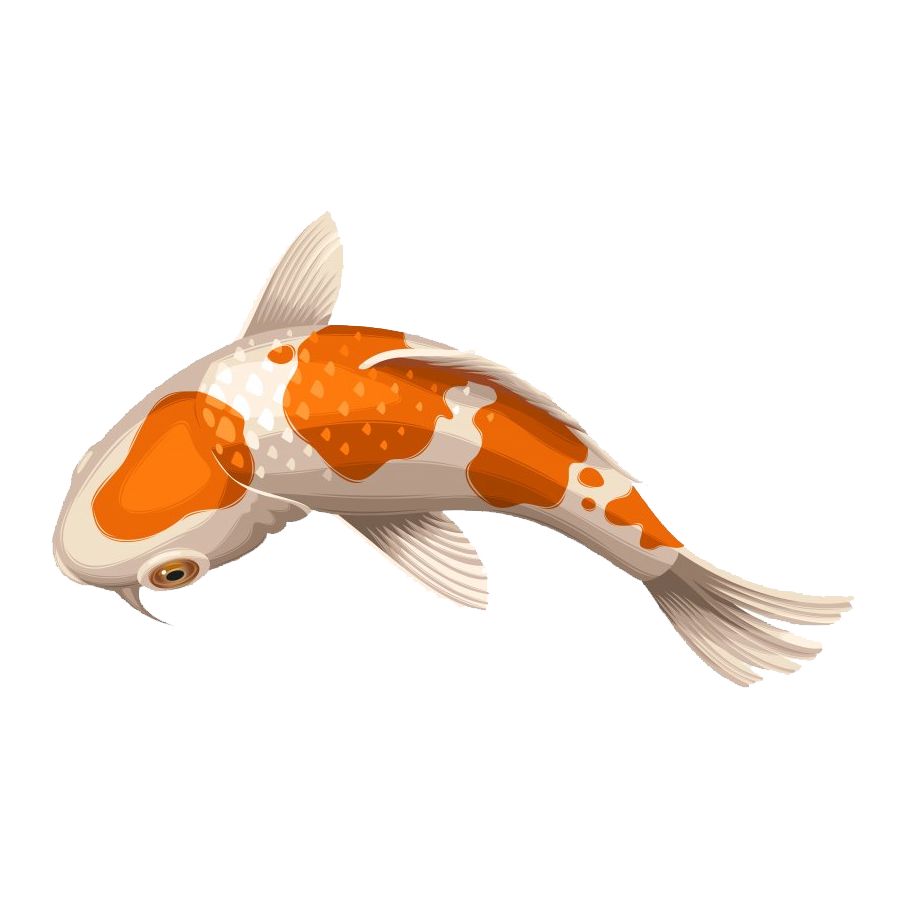Orange White Goldfish Transparent Clipart
