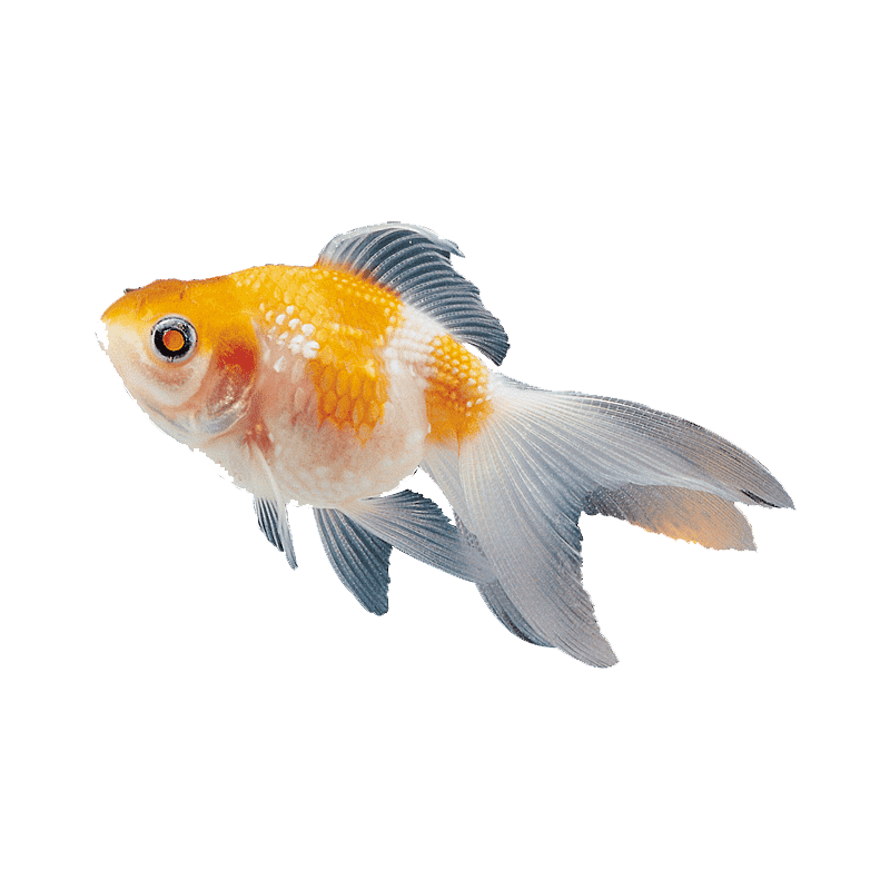 Orange White Goldfish Transparent Gallery