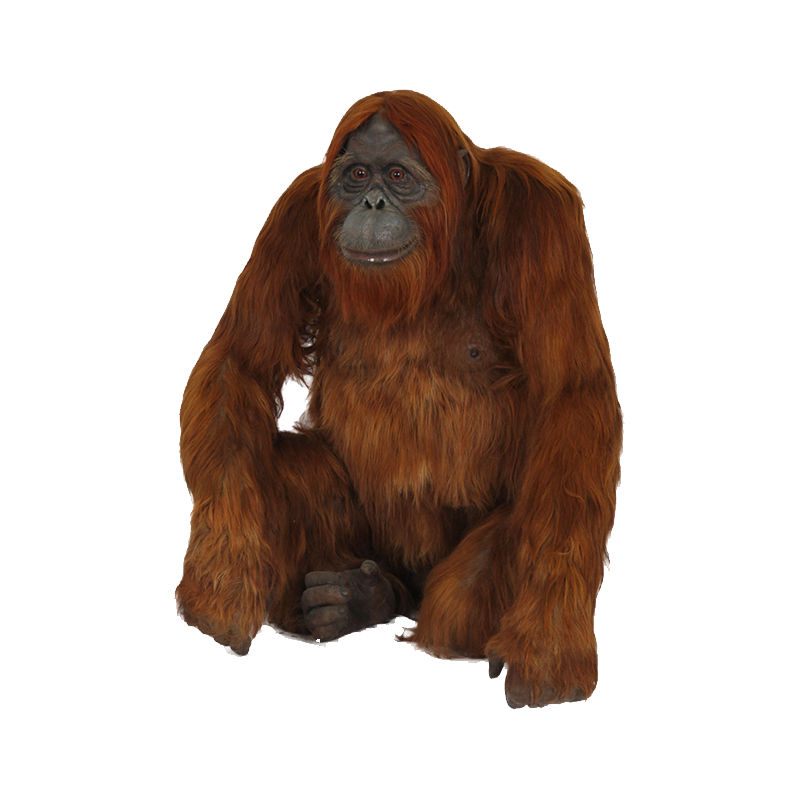 Orangutan Transparent Photo