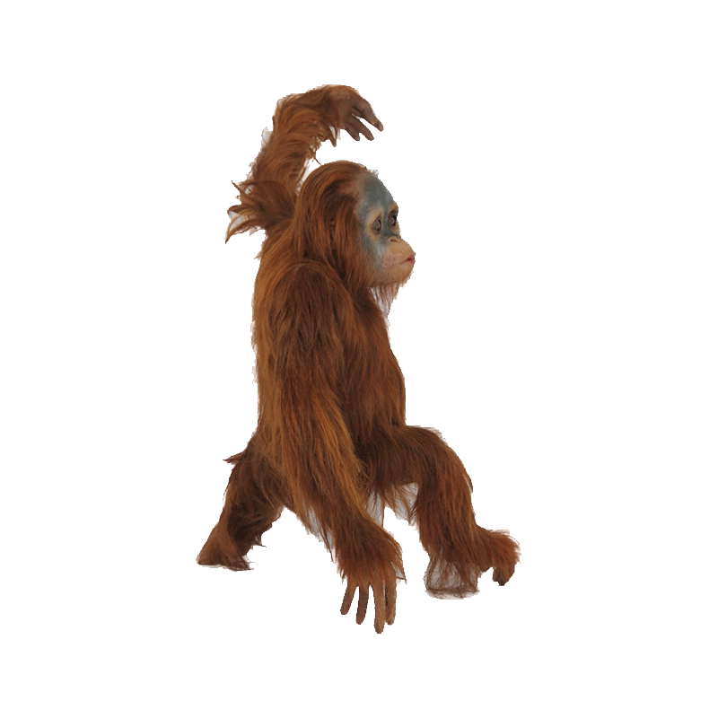 Orangutan Transparent Picture