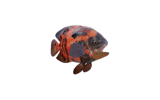 Oscar PNG