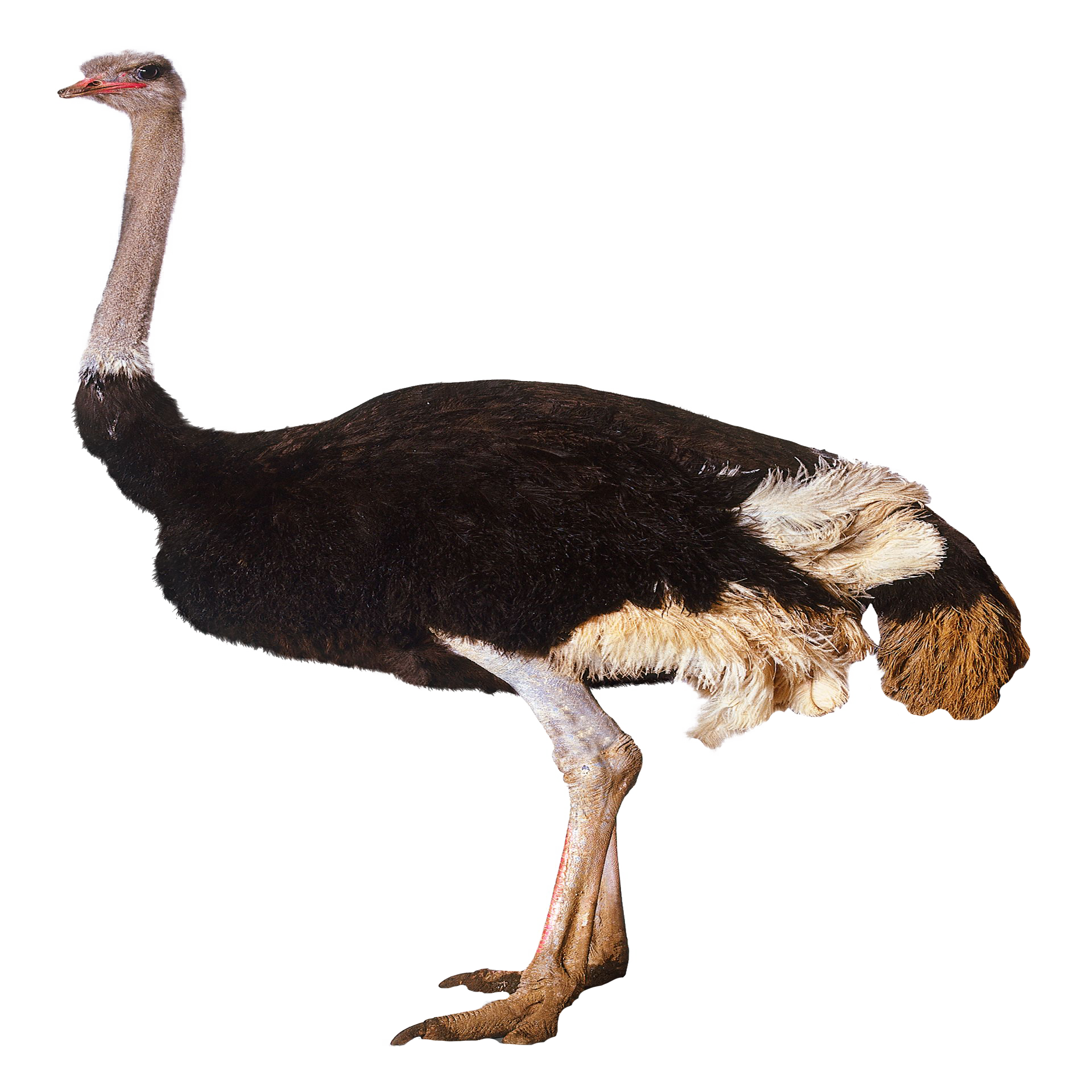 Ostrich Transparent Image