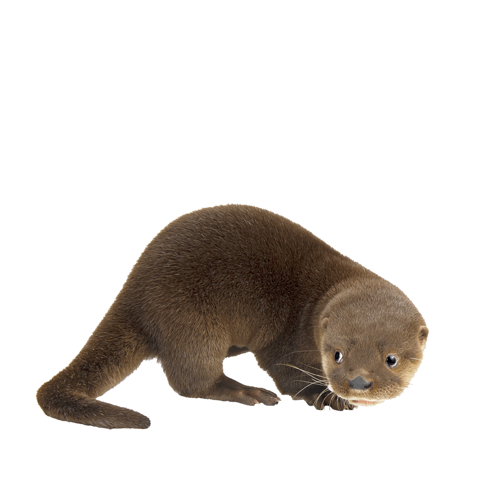 Otter Transparent Photo