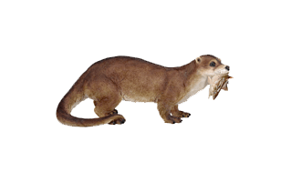 Otter PNG