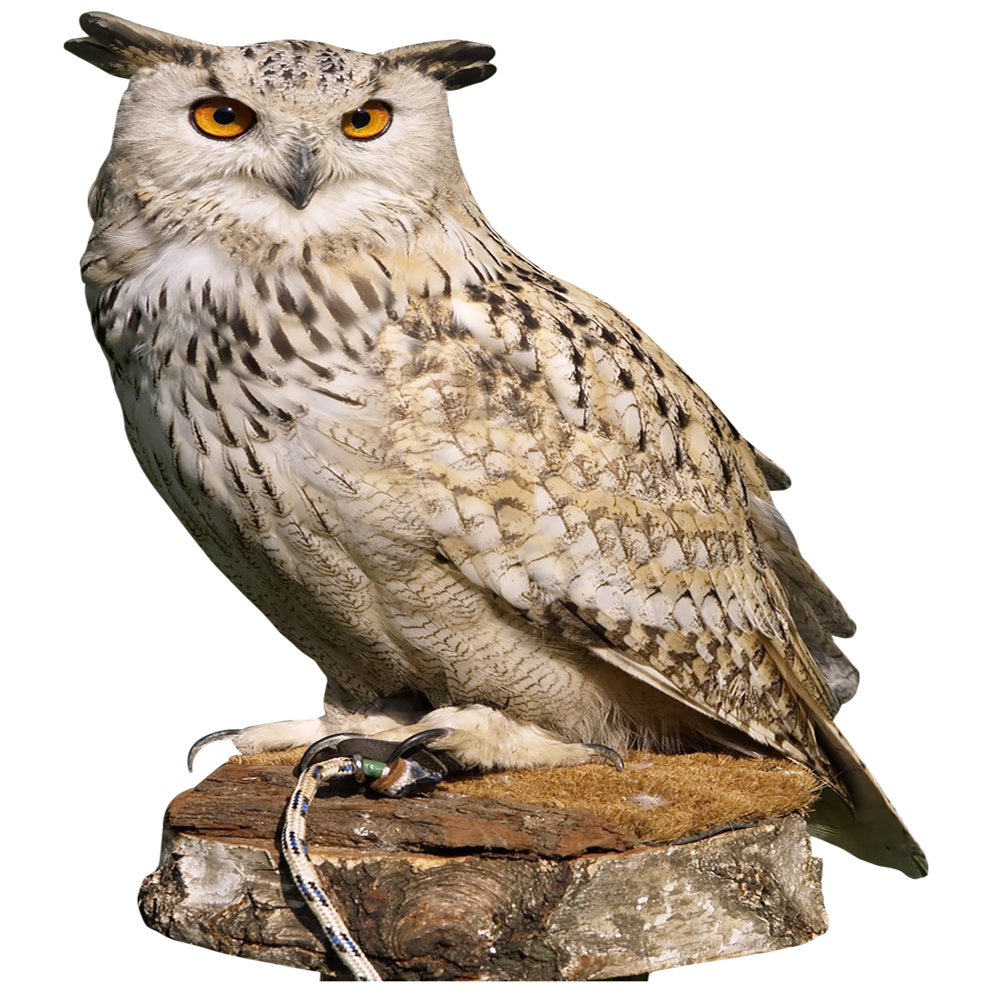 Owl Transparent Clipart