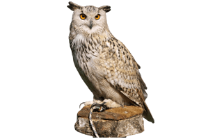 Owl Bird PNG
