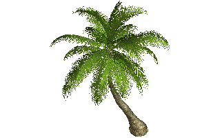 Palm Tree PNG