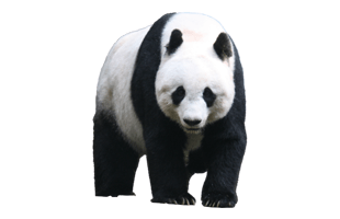 Panda PNG
