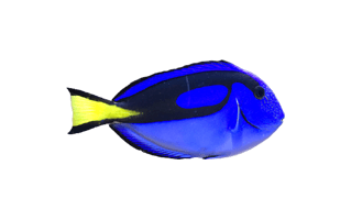 Paracanthurus PNG
