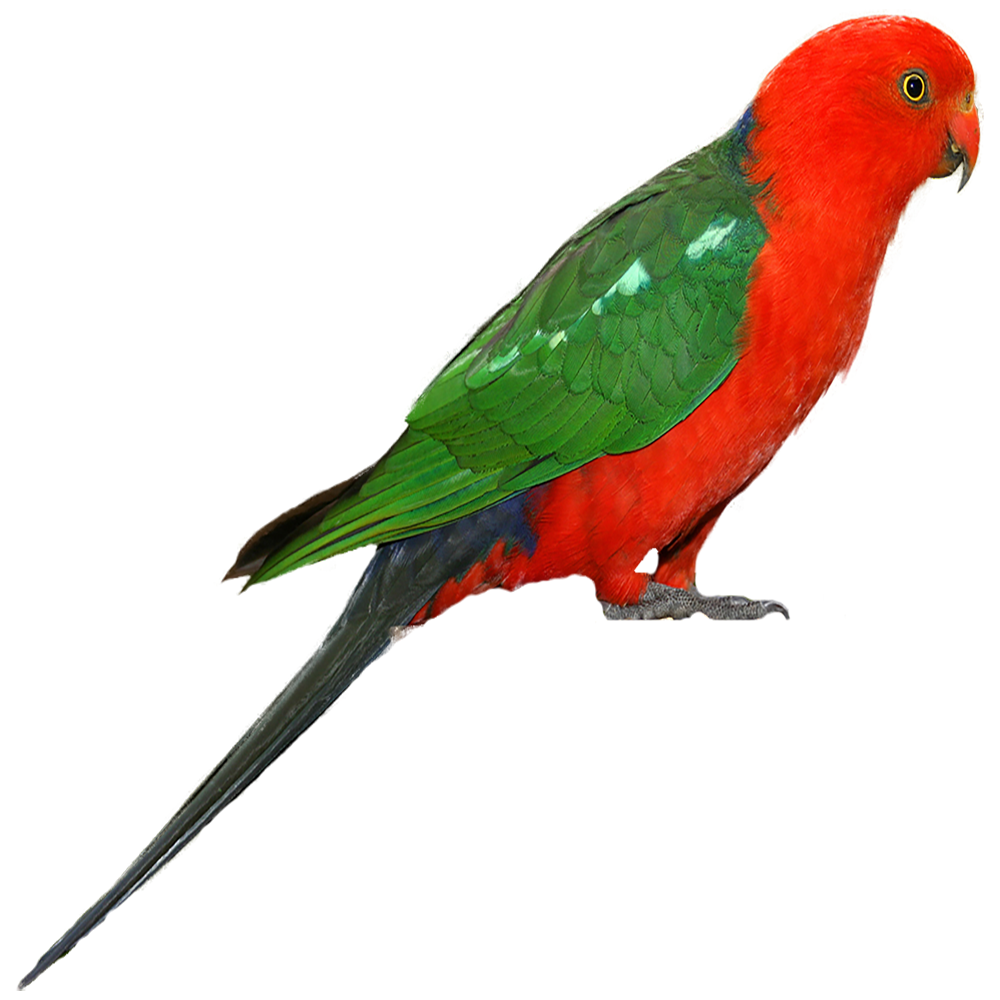 Parrot Transparent Picture