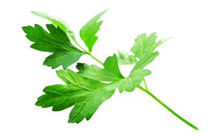 Parsley PNG