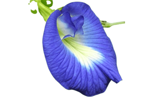 Pea Flower PNG