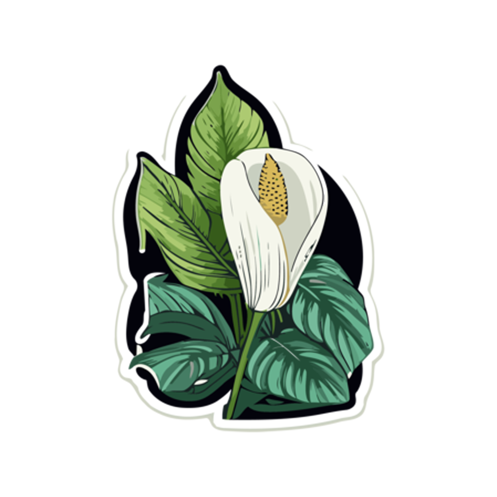 Peace Lily Free Sticker Transparent Image