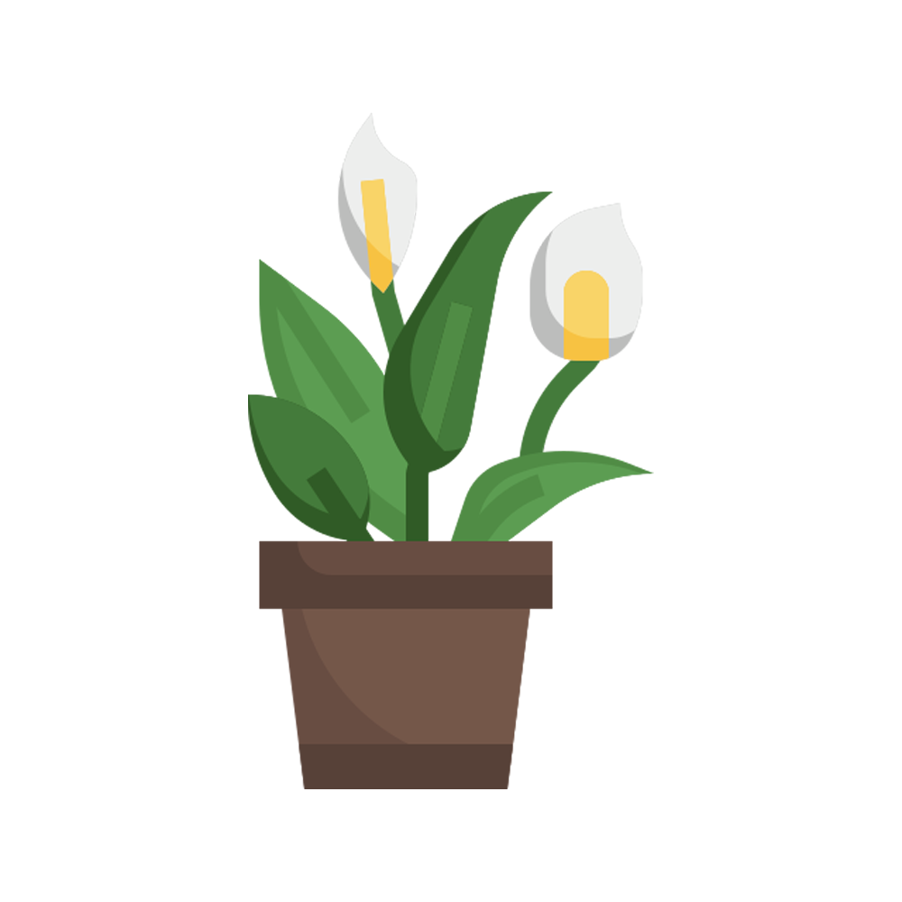 Peace Lily Free Sticker Transparent Photo