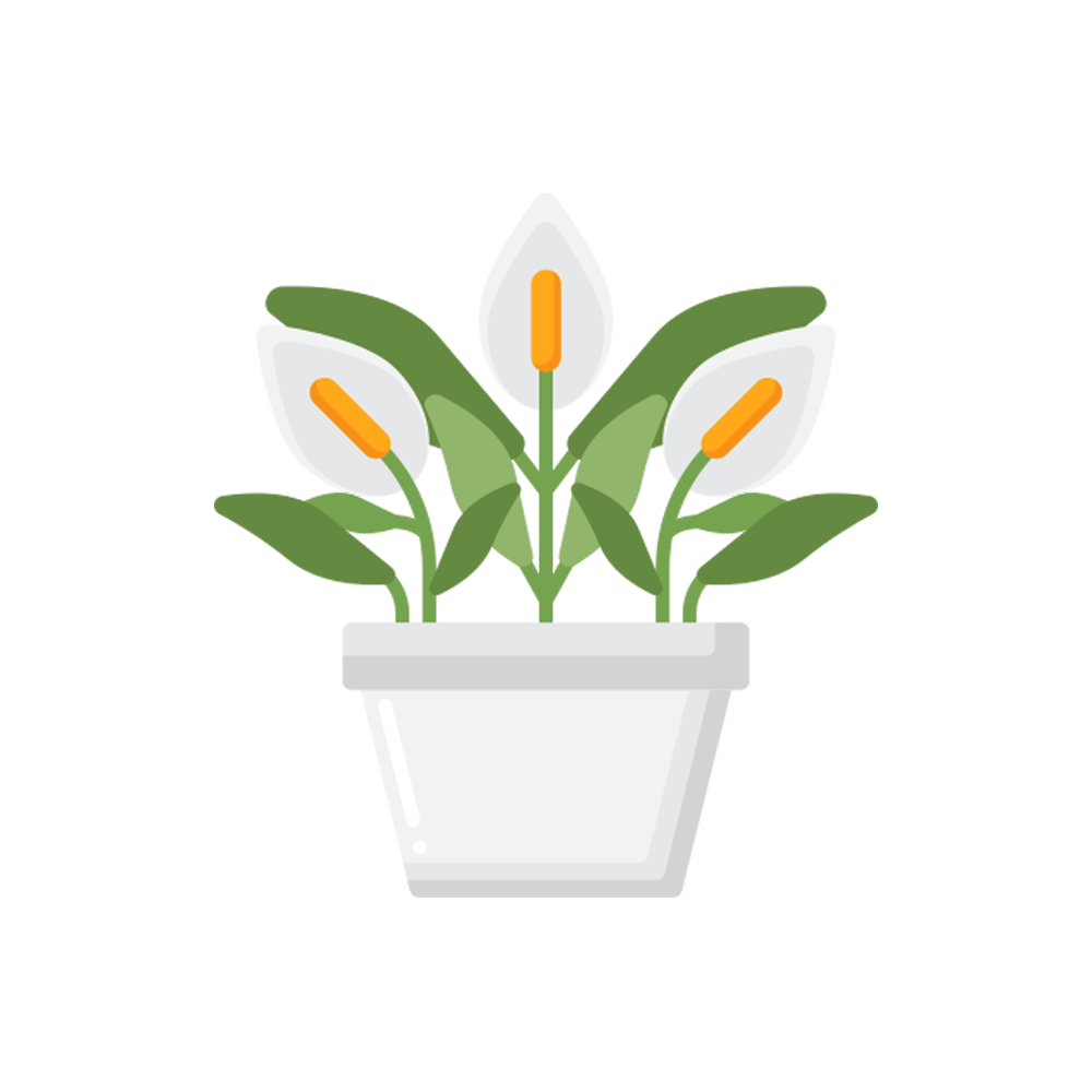 Peace Lily Free Sticker Transparent Clipart
