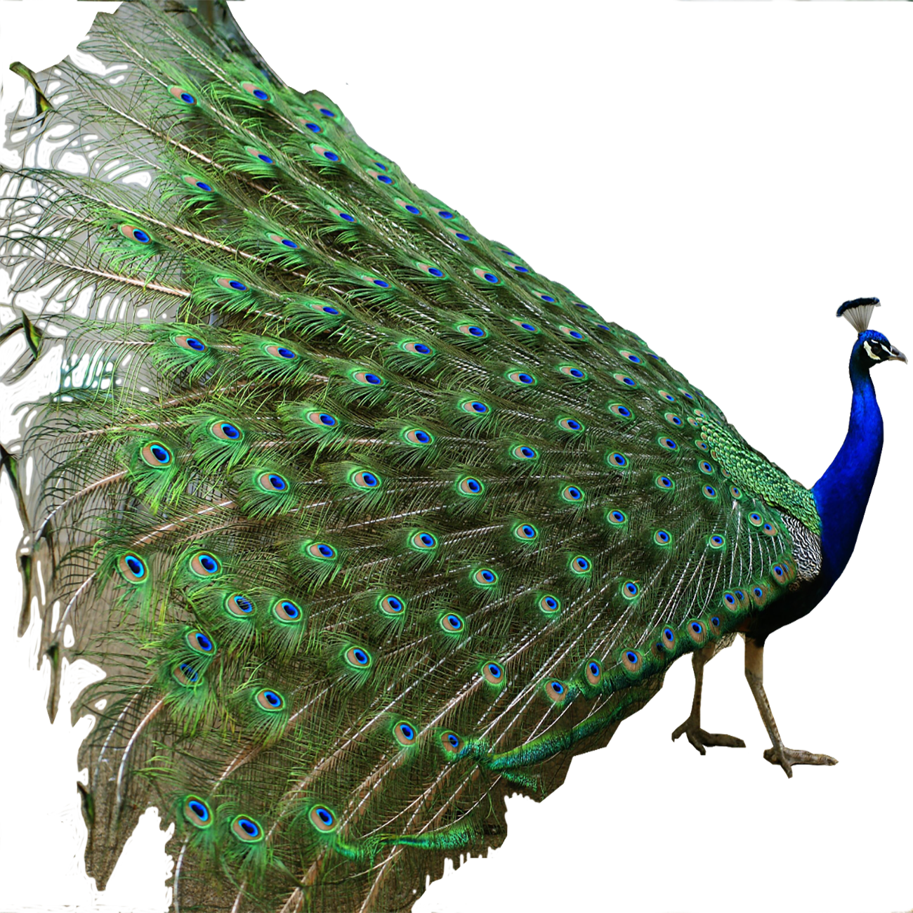 Peacock Transparent Photo