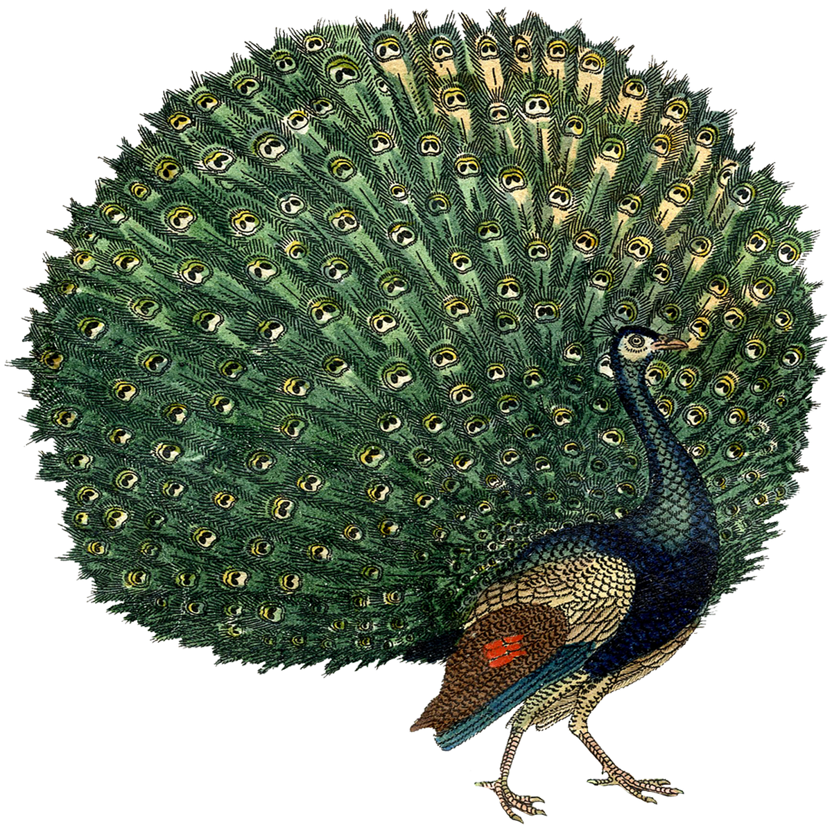Peacock Transparent Picture