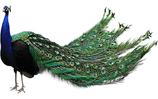 peahen PNG