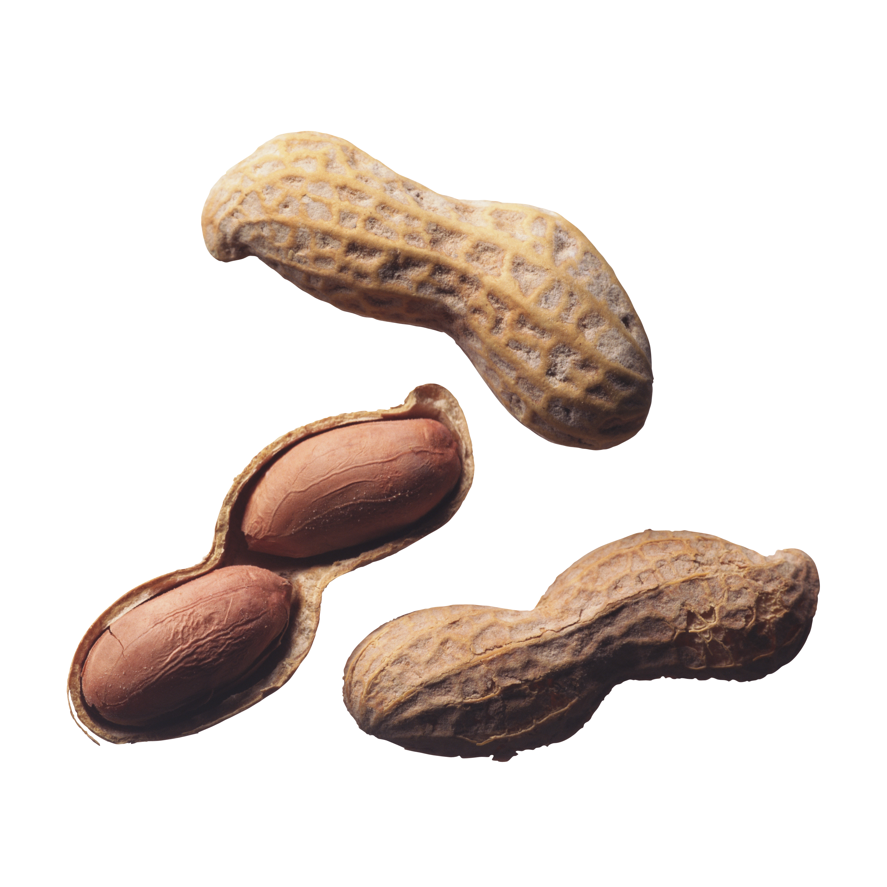 Peanut Transparent Image