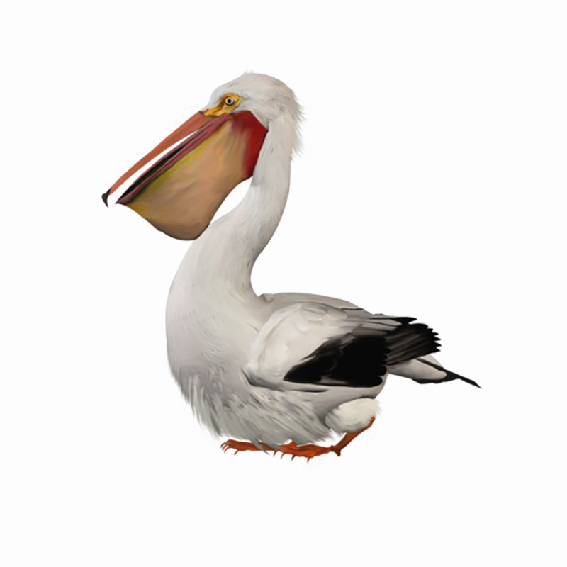Pelican Transparent Picture