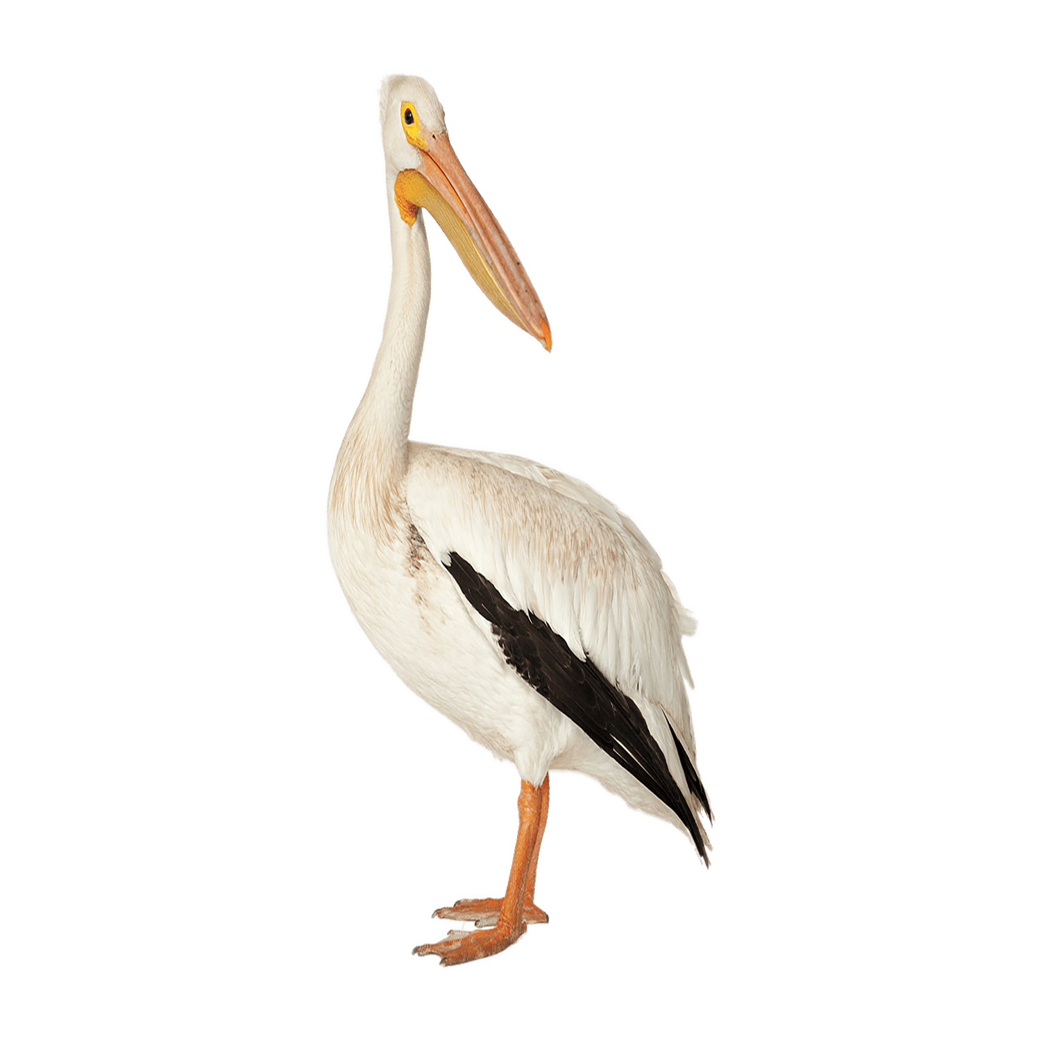 Pelican Transparent Clipart