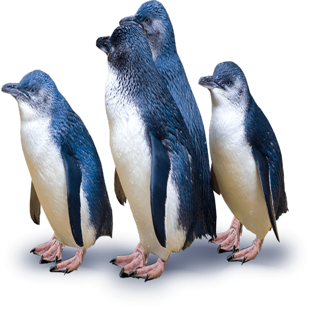 Penguin Transparent Photo