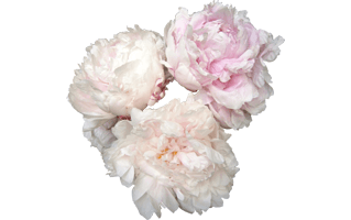 Peonies PNG