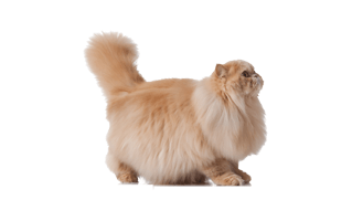Persian Cat PNG
