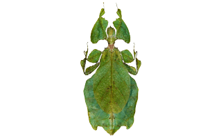 phyllium PNG