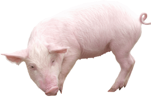 Pig PNG