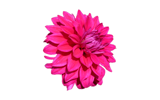 Pink Dahlia PNG