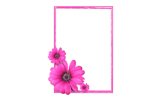 Pink Frame PNG