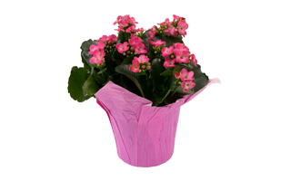 Pink Kalanchoe PNG