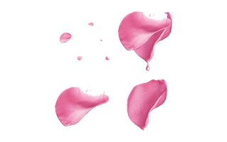 Pink Rose Petals PNG