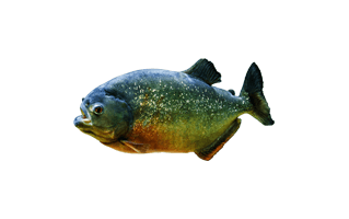 Piranha PNG