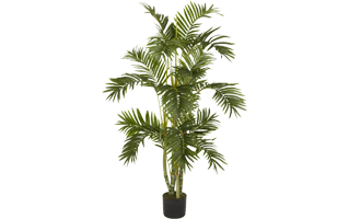 Plant In Pot PNG