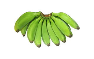 Plantain PNG