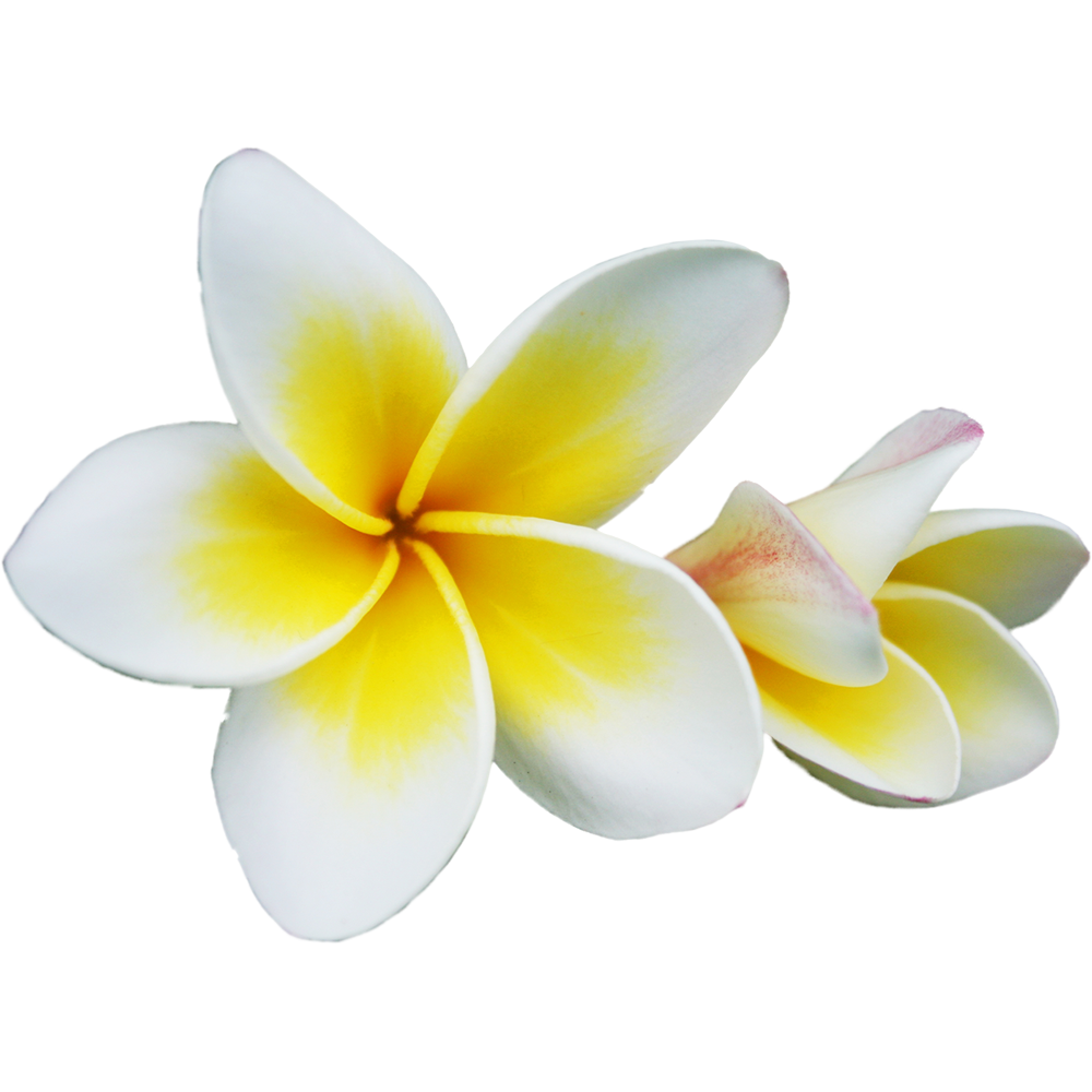 Plumeria Flower Transparent Photo