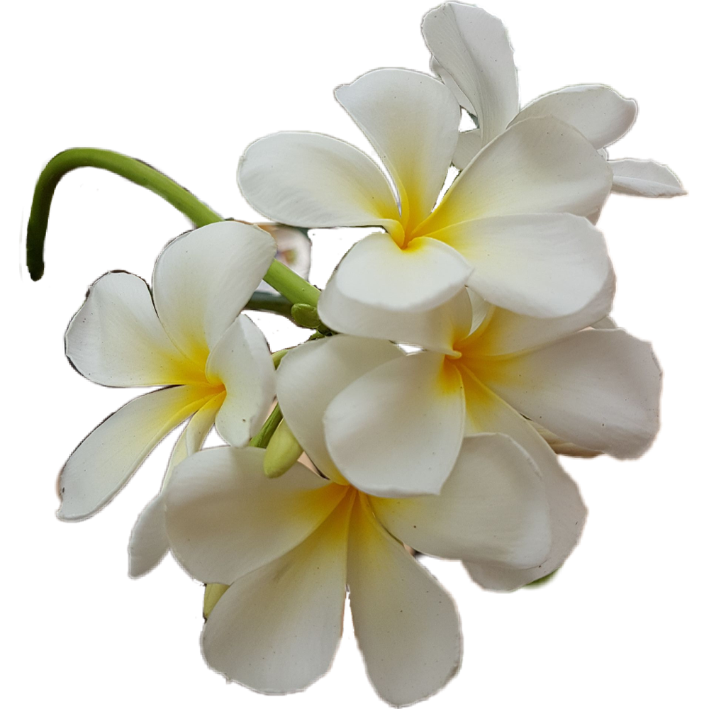 Plumeria Flower Transparent Picture