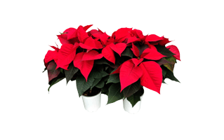Poinsettia Flower PNG