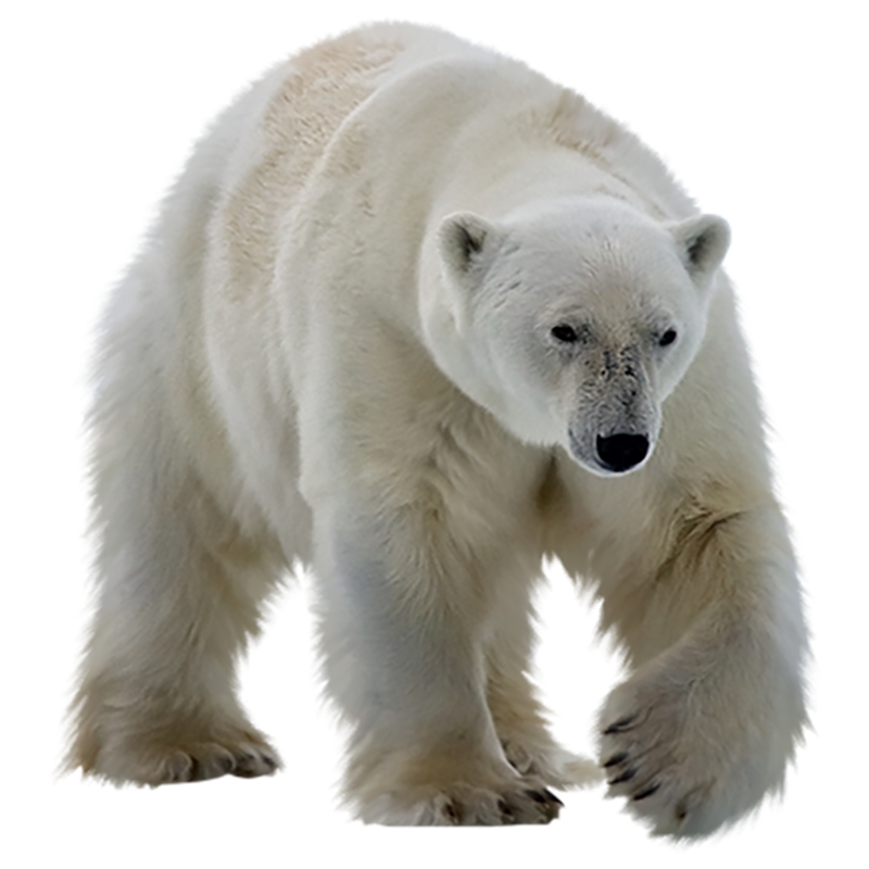 Polar Bear Transparent Photo