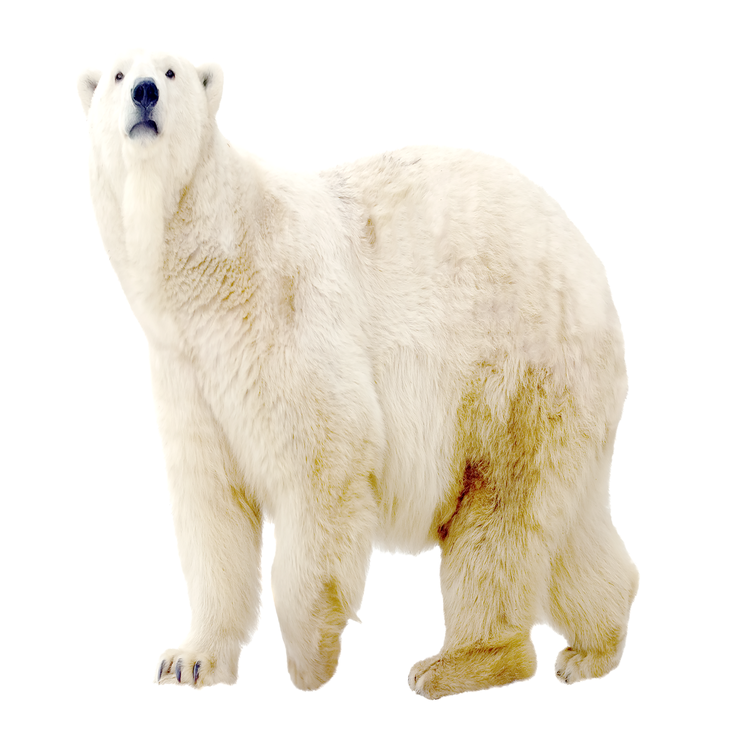 Polar Bear Transparent Picture