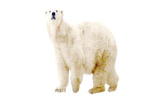 Polar Bear PNG