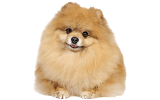 Pomeranian PNG