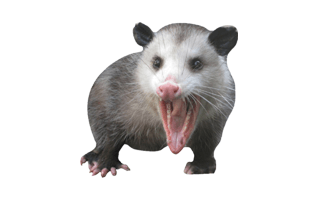 Possum PNG
