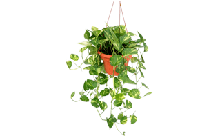 Pothos Plant PNG