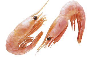 Prawns PNG