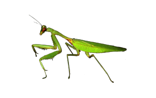 Praying Mantis PNG