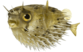 Puffer Fish PNG